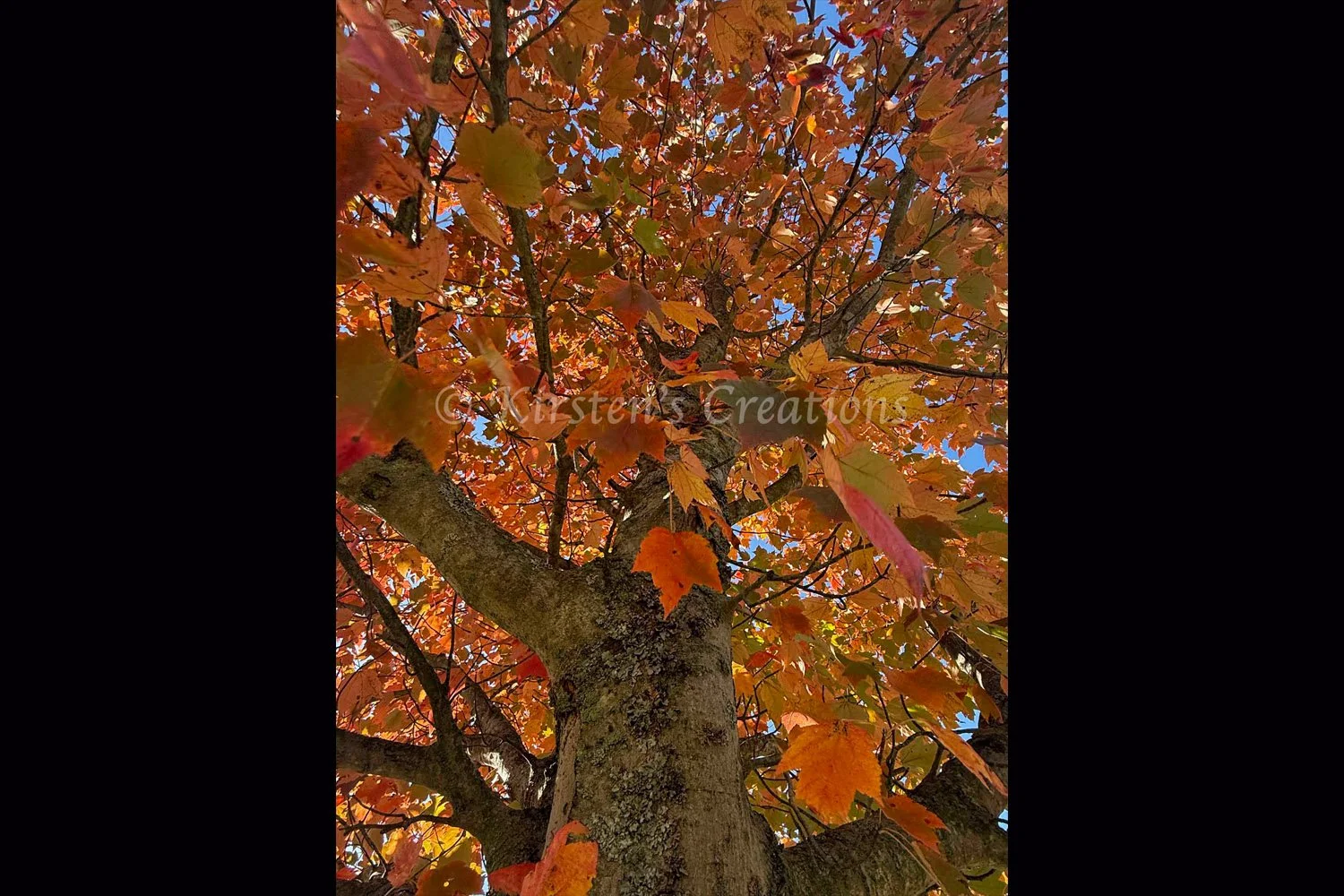 como-park-reds-2x3.jpg