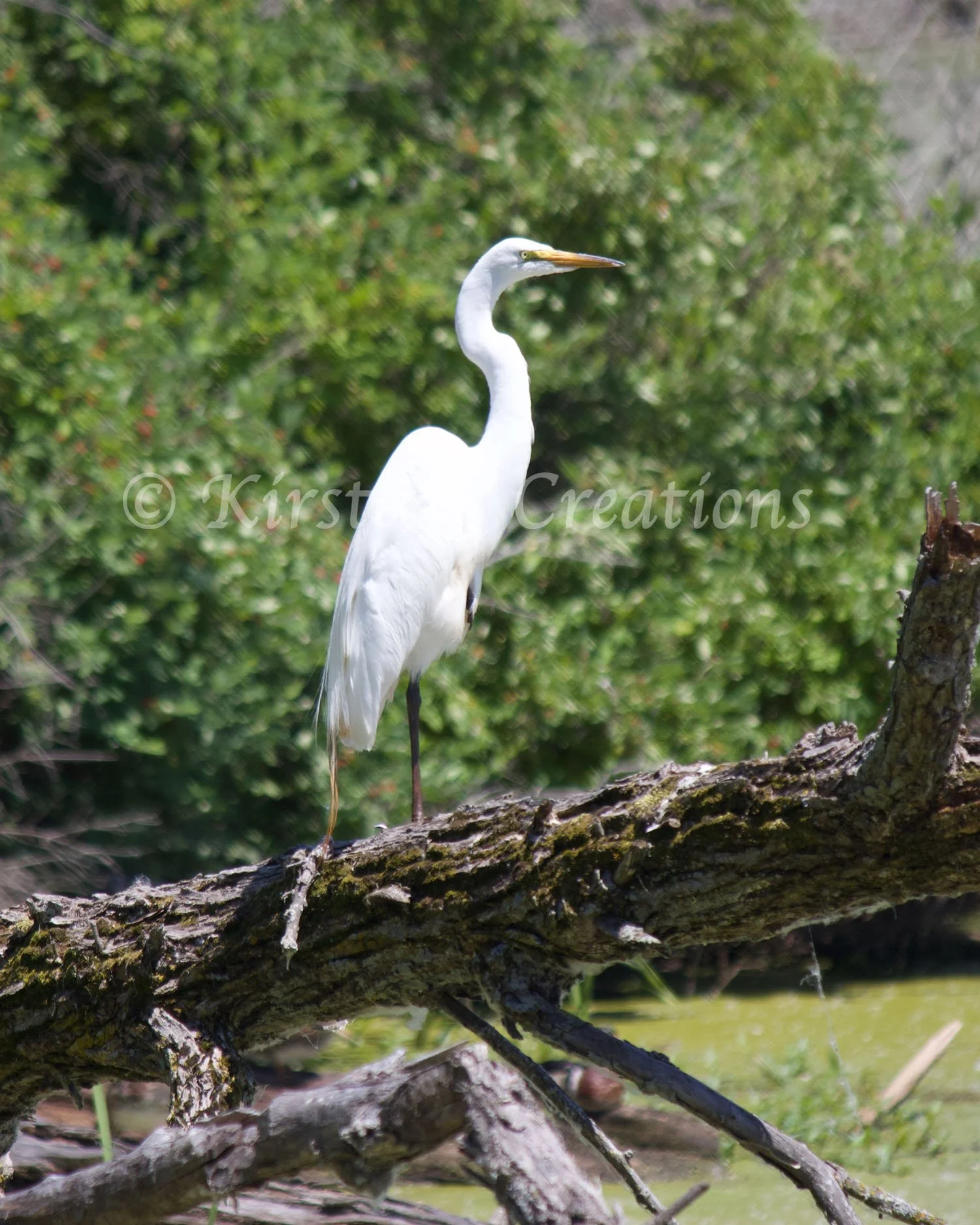 great-egret-on-the-marsh.jpg