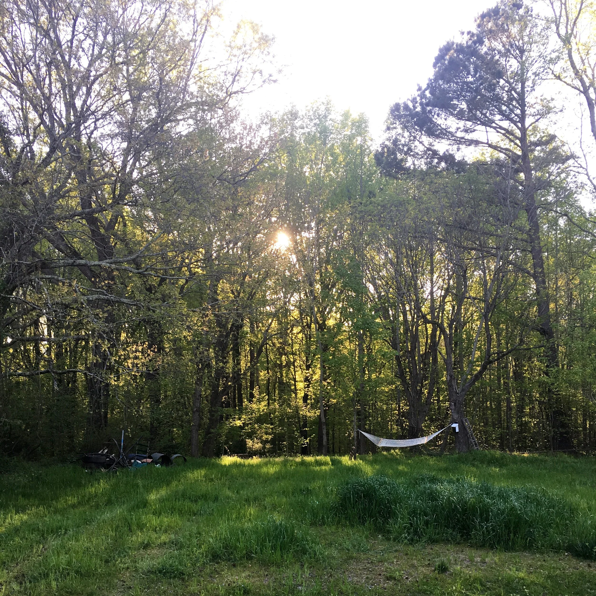 Our peaceful back yard