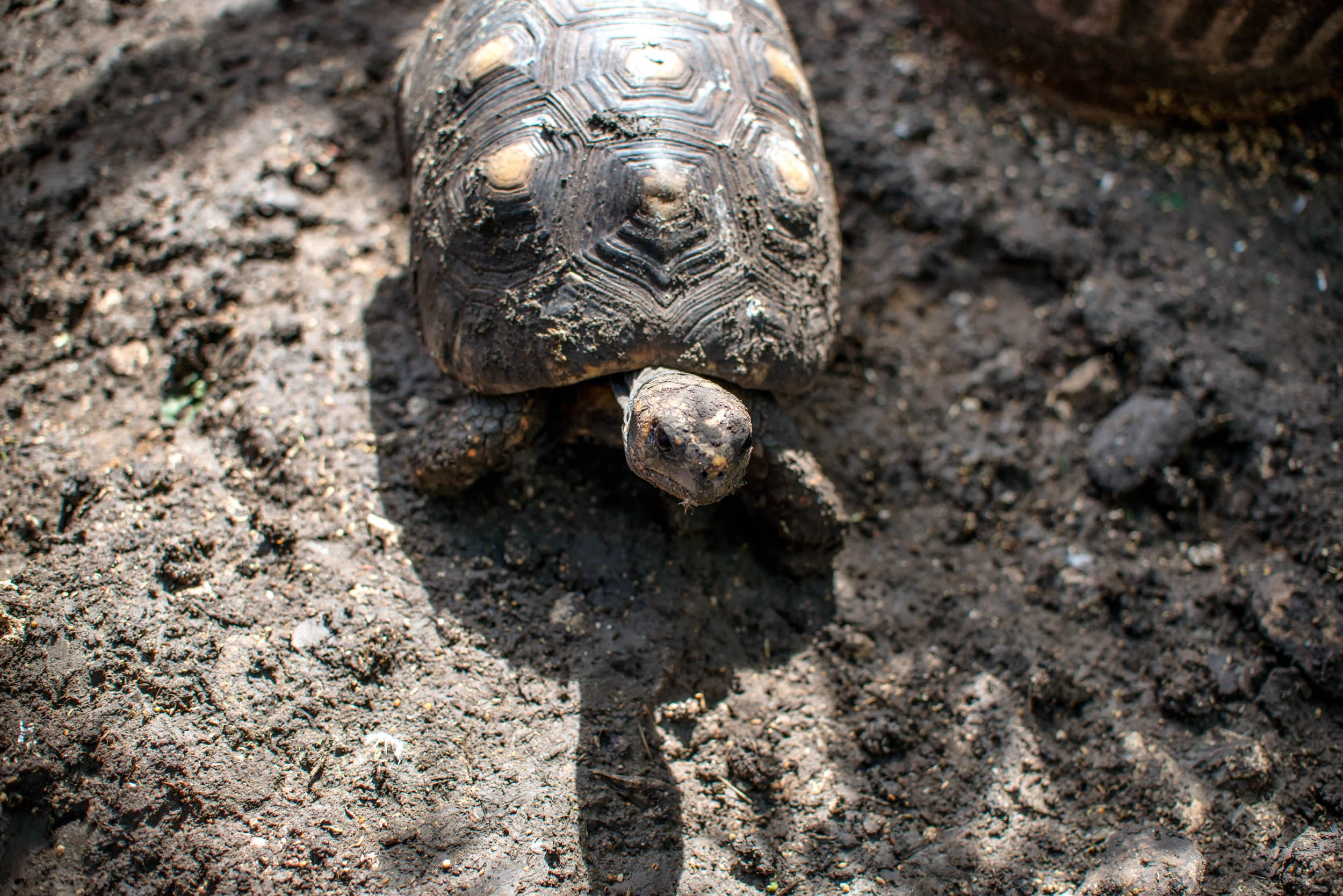 Total Loving Care Veterinary Services Inc-043.jpg