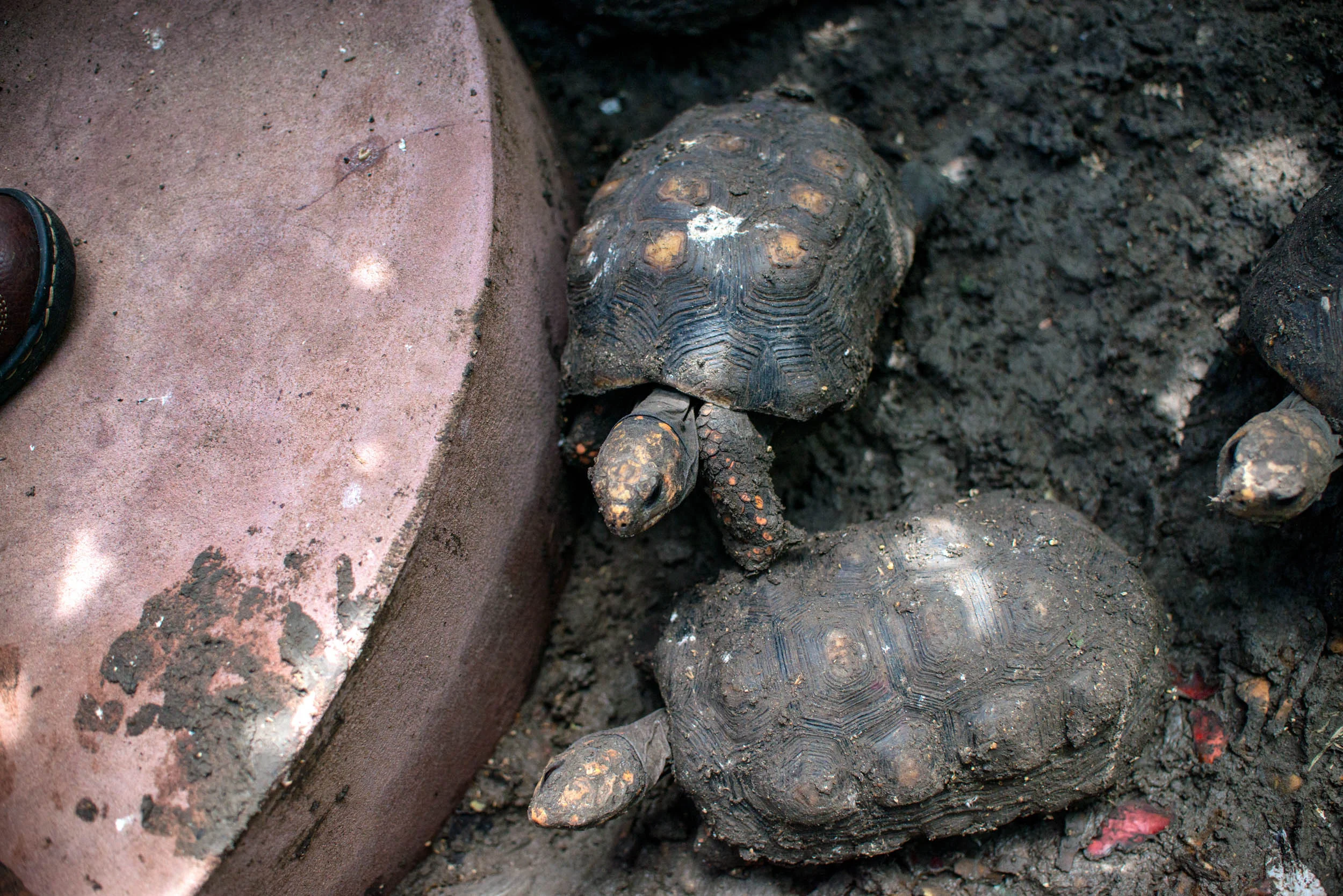 Total Loving Care Veterinary Services Inc-044.jpg