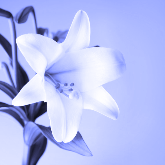 Easter Lily SQ Blue.png
