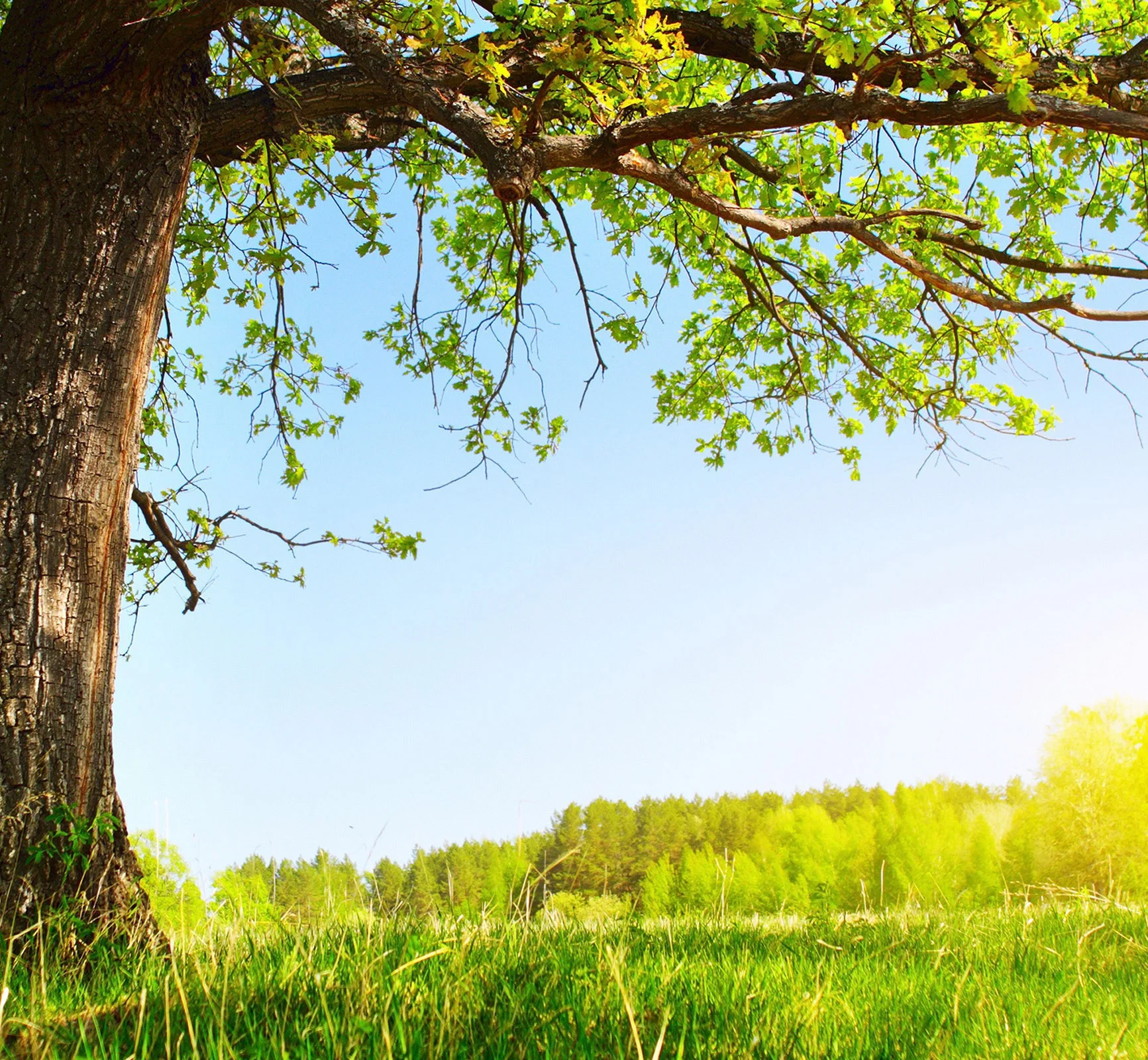 Praying Tree.jpg