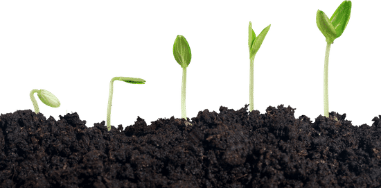 5 Things You Can Do To Grow