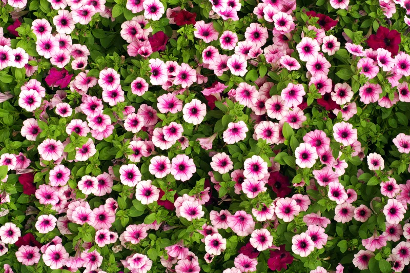 dreamstime_s_2828046-petunia.jpg