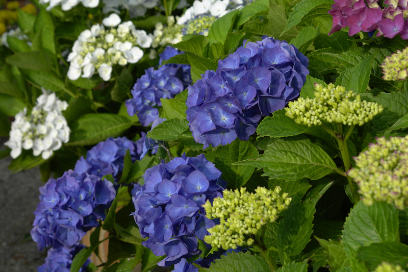 dreamstime_s_1010005-hydrangea.jpg