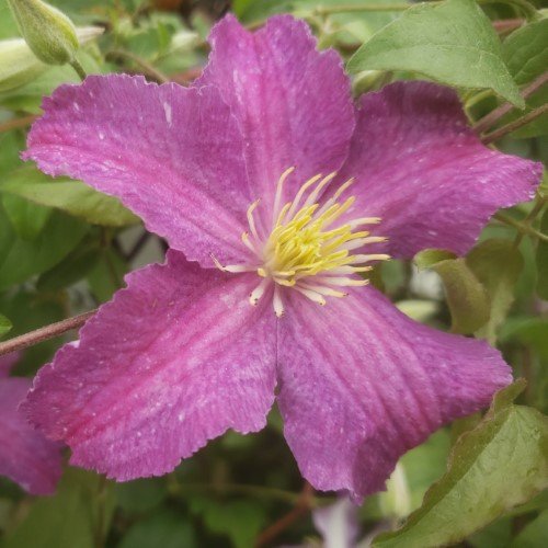 Clematis 'Jolly Good' (PW)