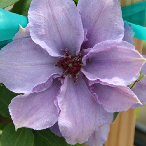 Not available - Clematis 'Still Waters' (PW)