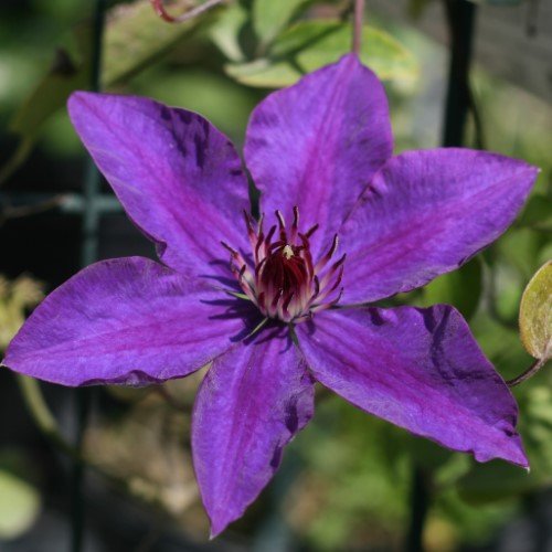 Clematis 'The President'