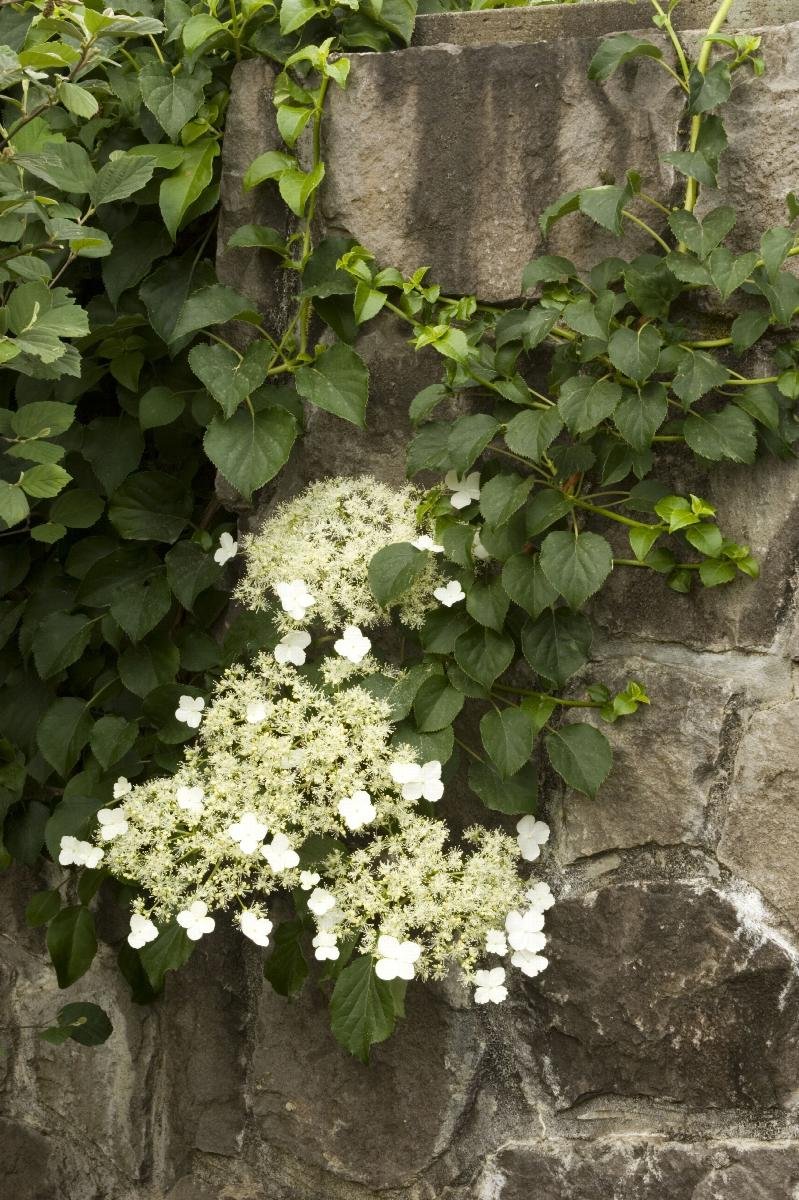 Climbing Hydrangea Vine