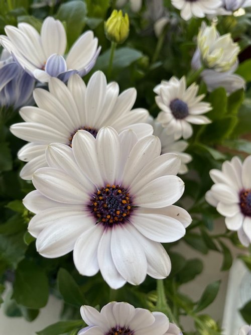 Osteospermum