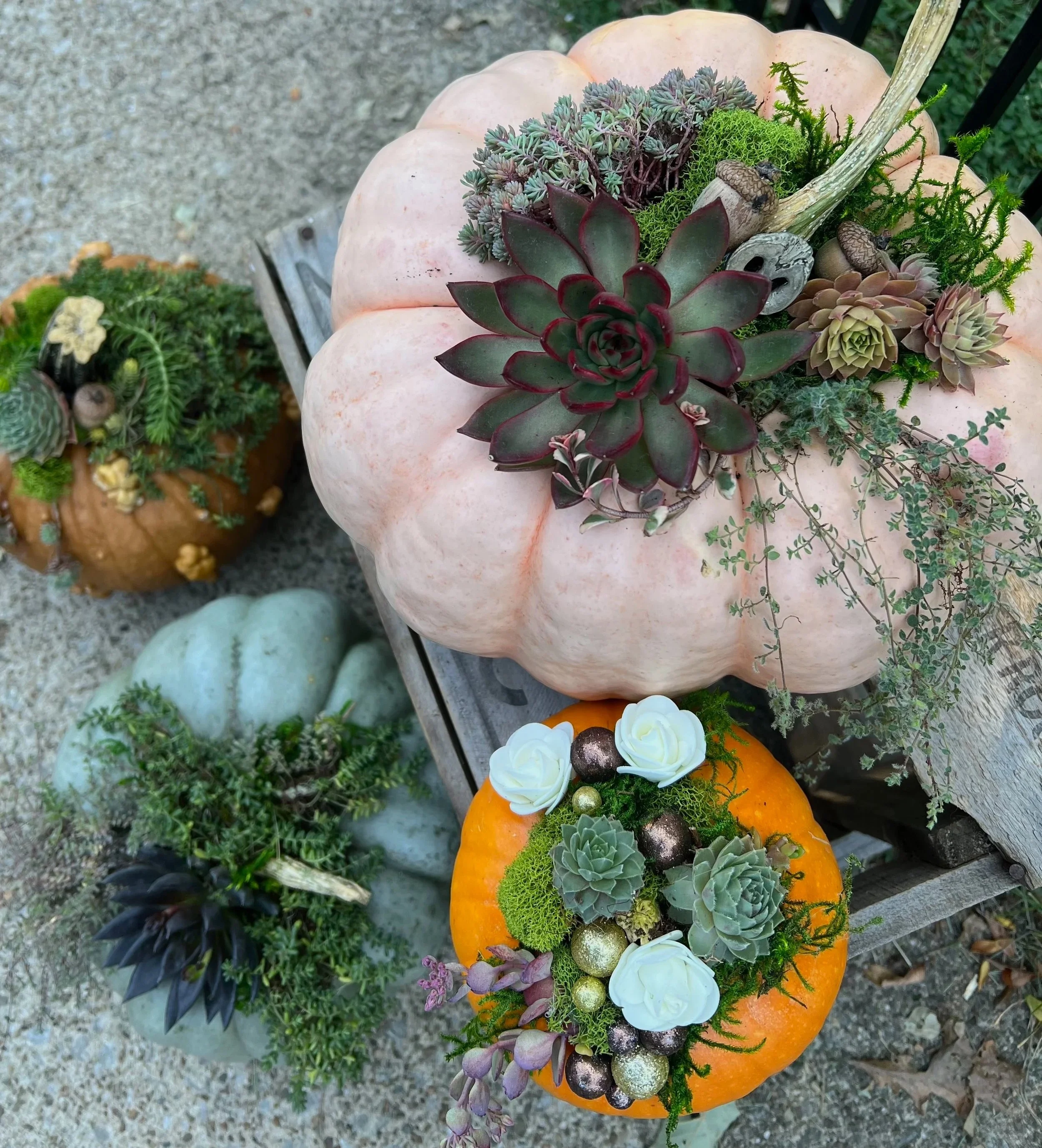 Pumpkin1_4562.jpg