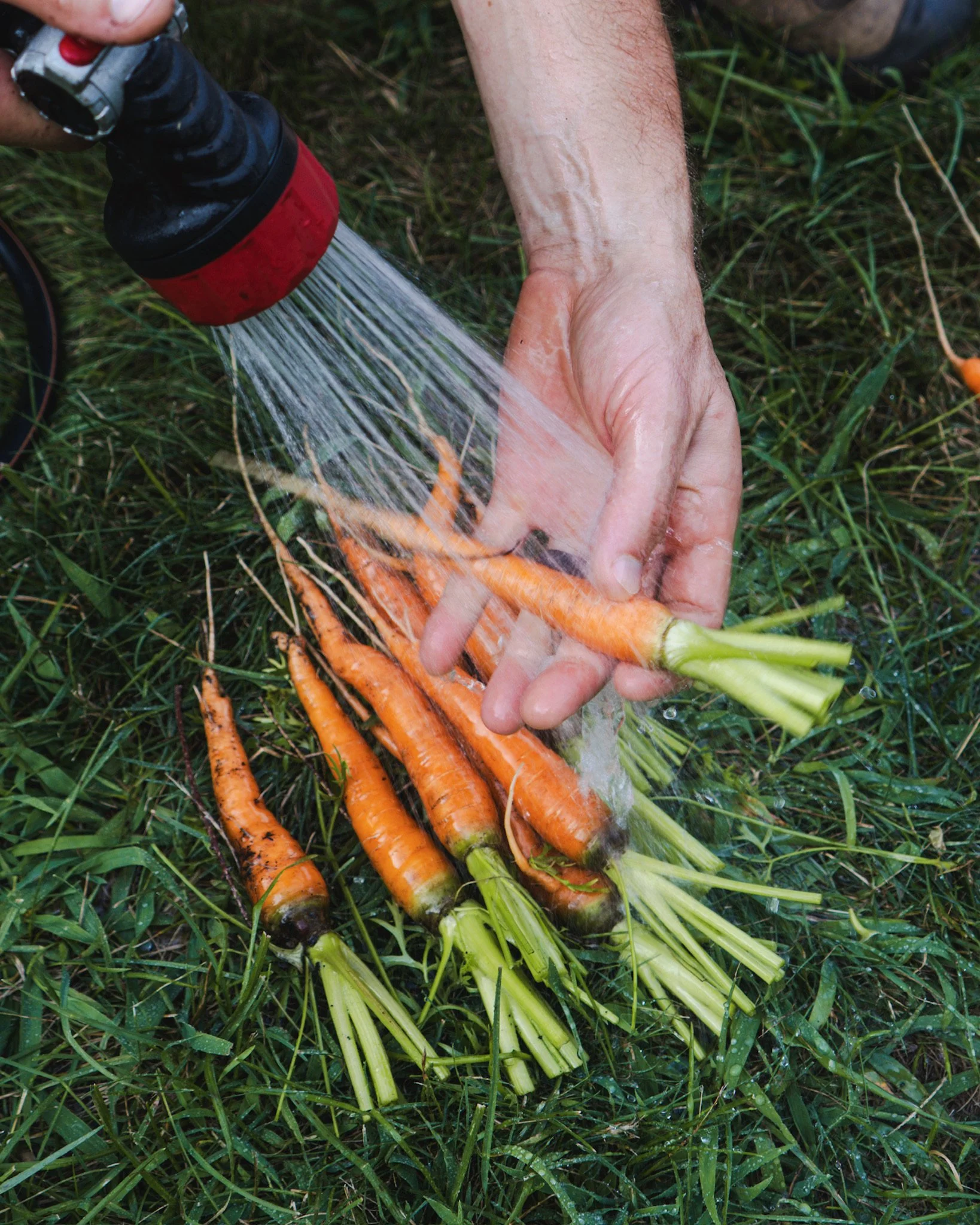 North_Ridge_Farm_2025-134.jpeg