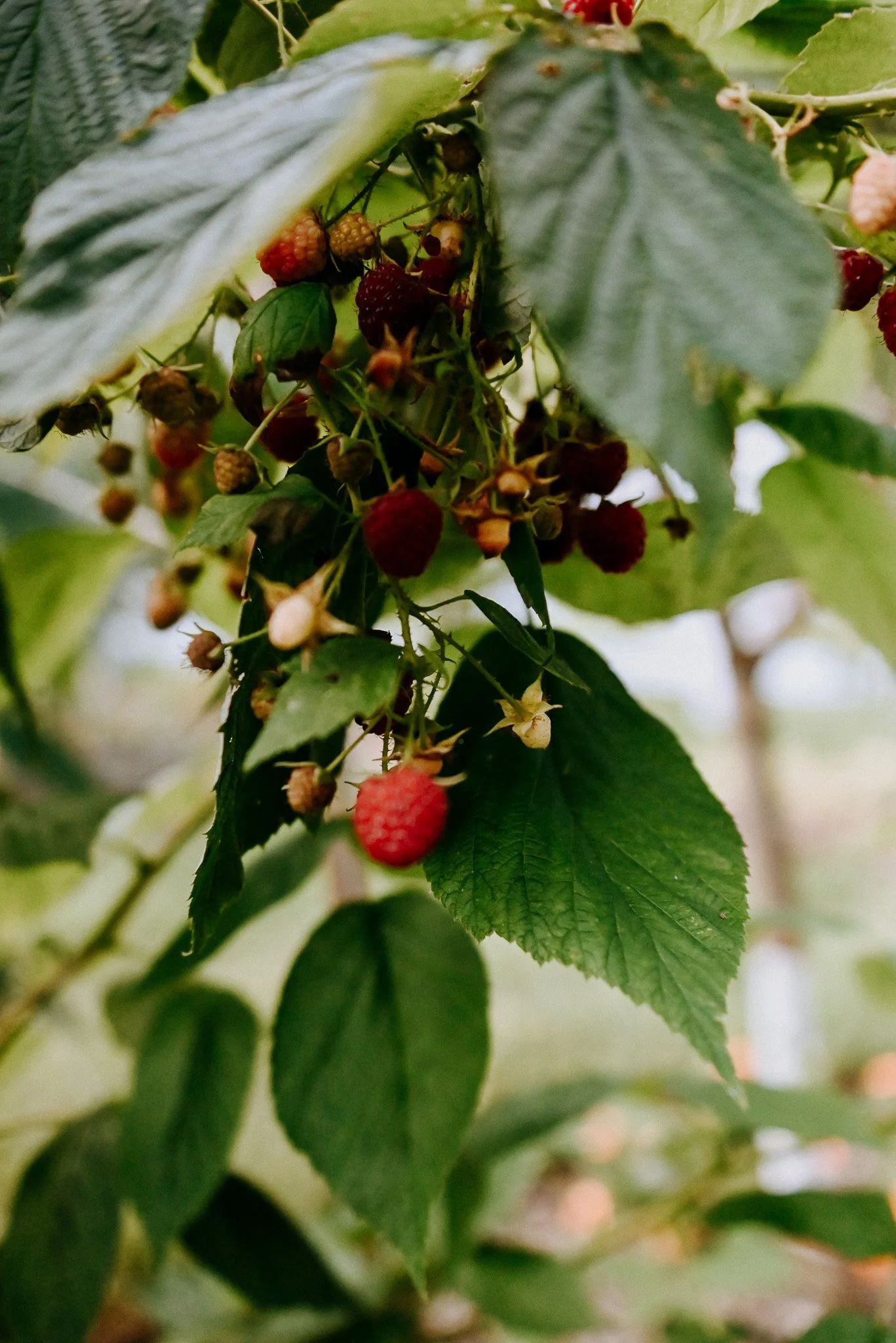 DSC_1855.jpeg