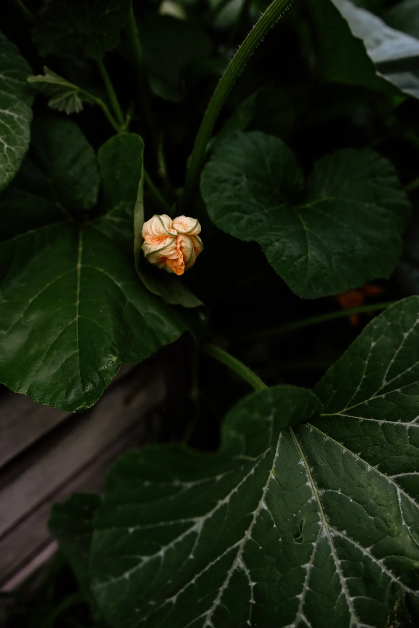 DSC_3966.jpeg