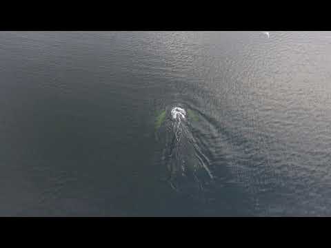 Humpback Whale near Hump Island Oyster Farm