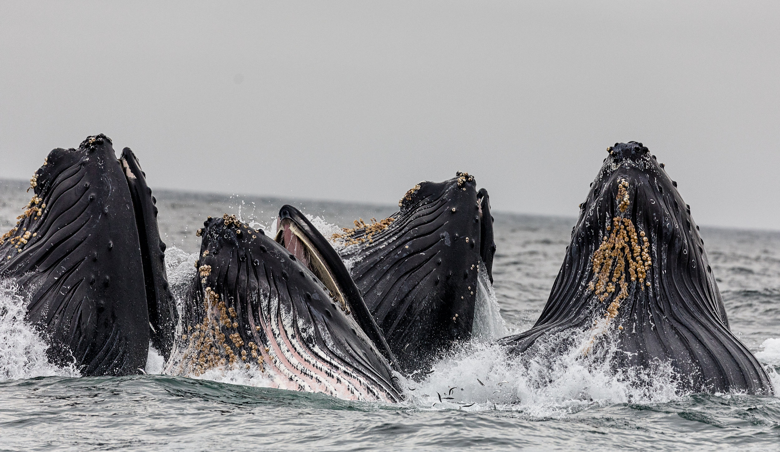 Humpbacks bubble feeding