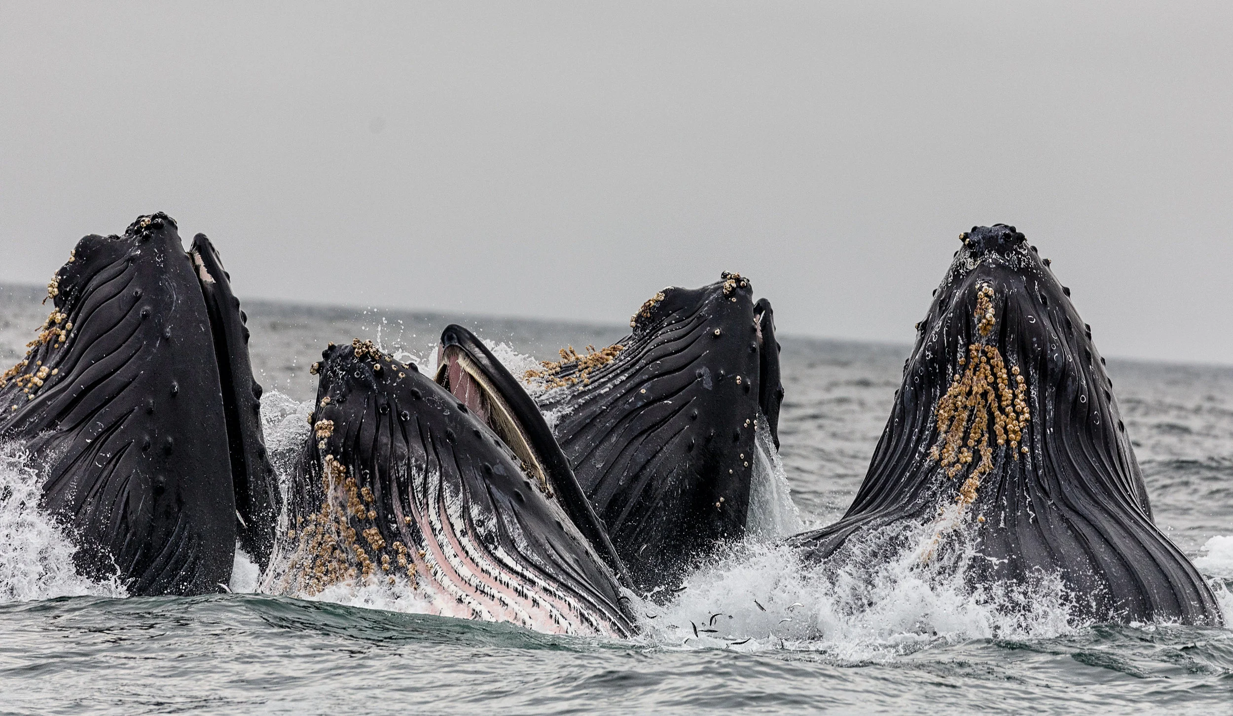 Humpbacks bubble feeding