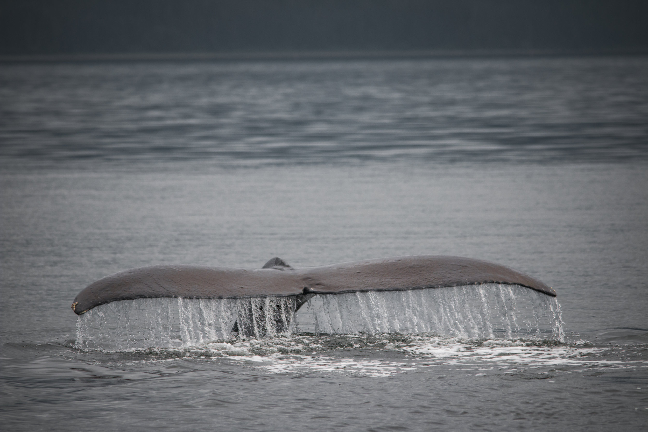 Humpback Tale