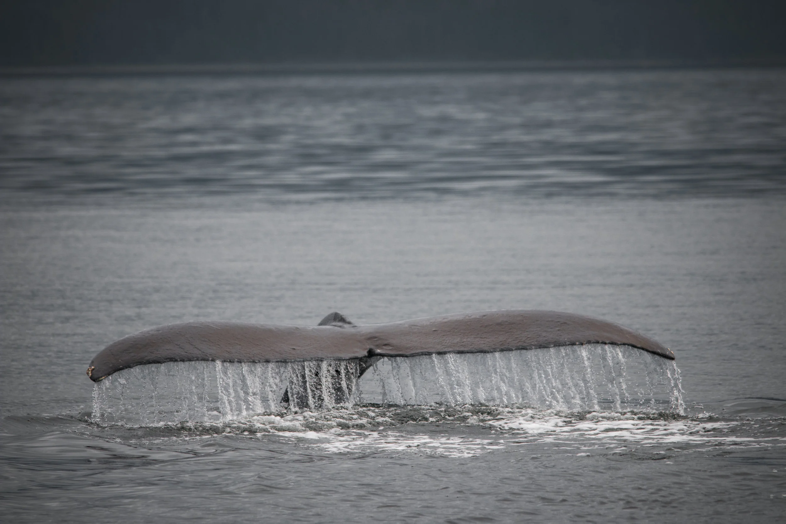 Humpback Tale