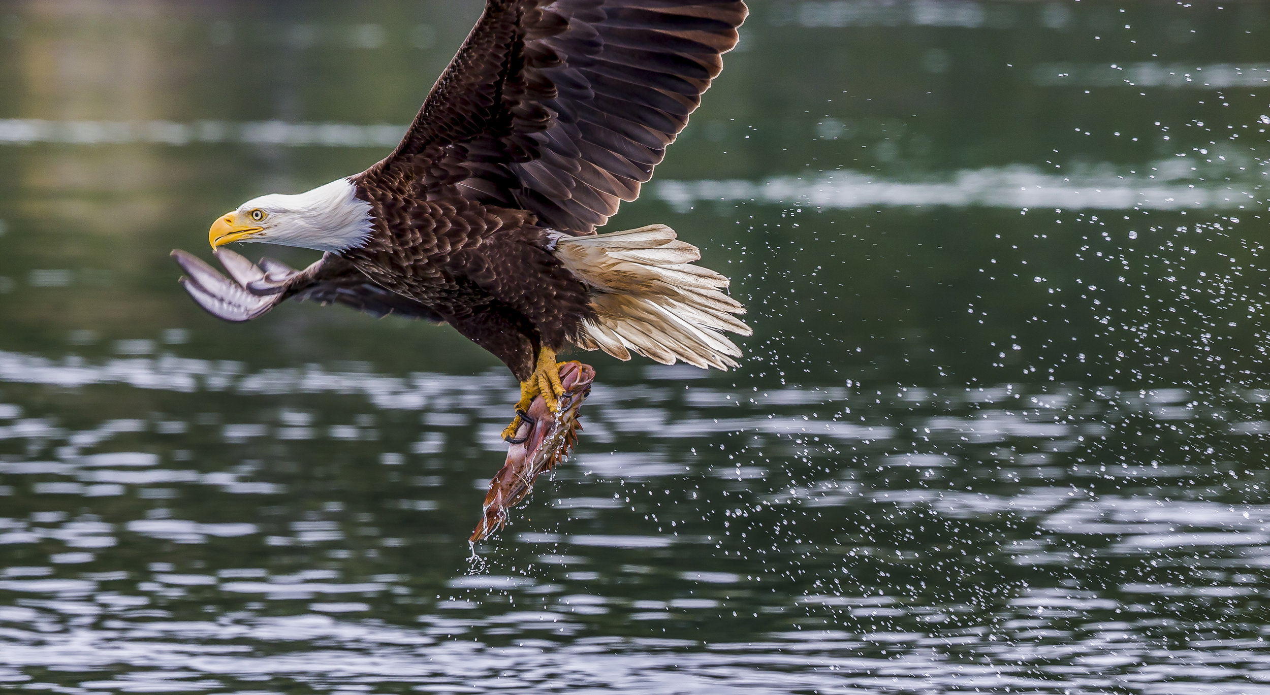 Bald Eagle fishing for dinner