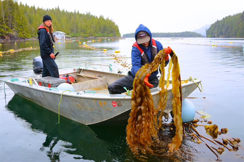 Farming kelp at Hump Island Oyster Company