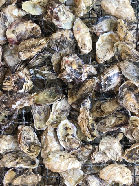 Oysters in pen.jpg