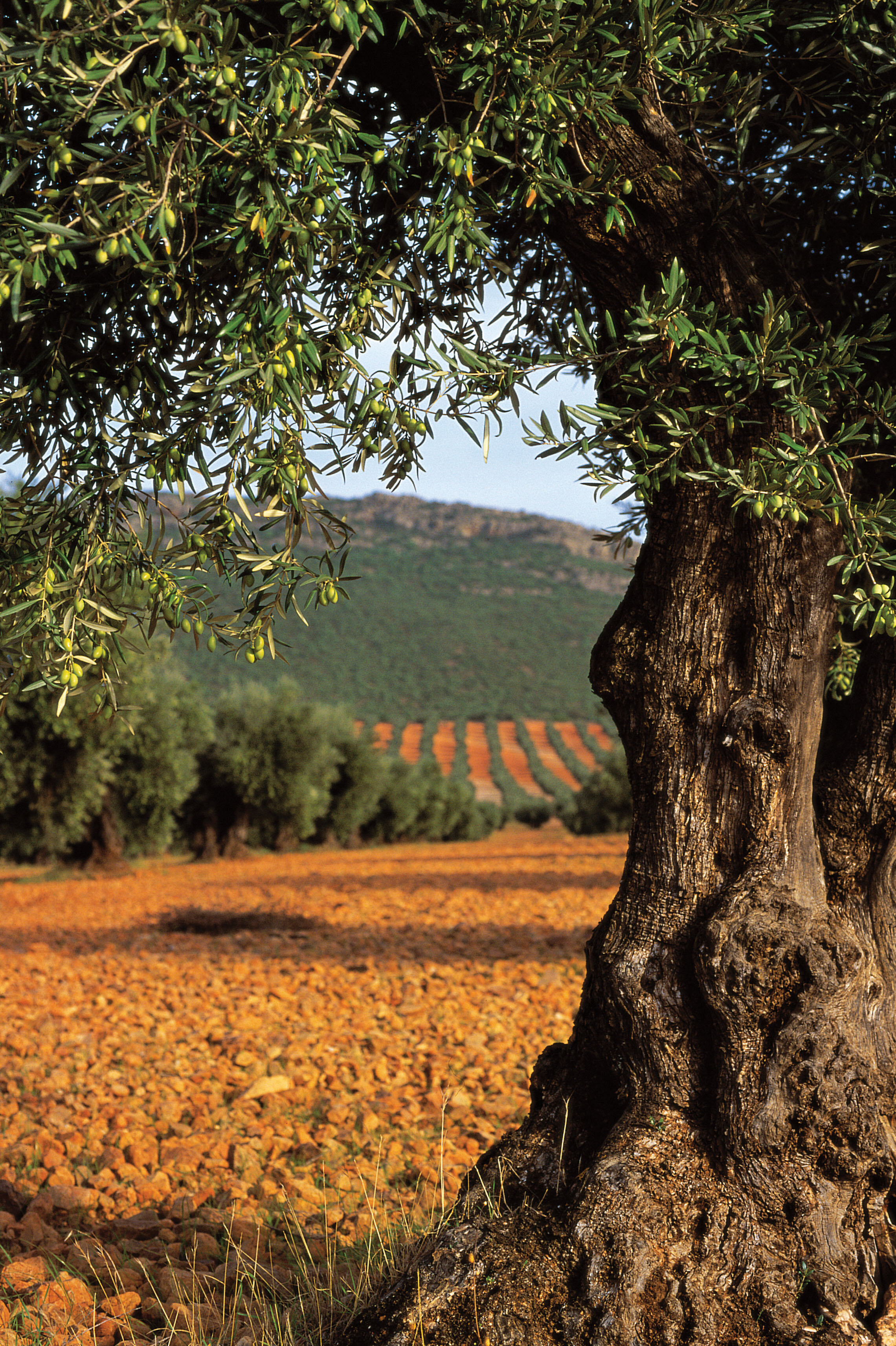 Learn about Olive Oil and Sustainability