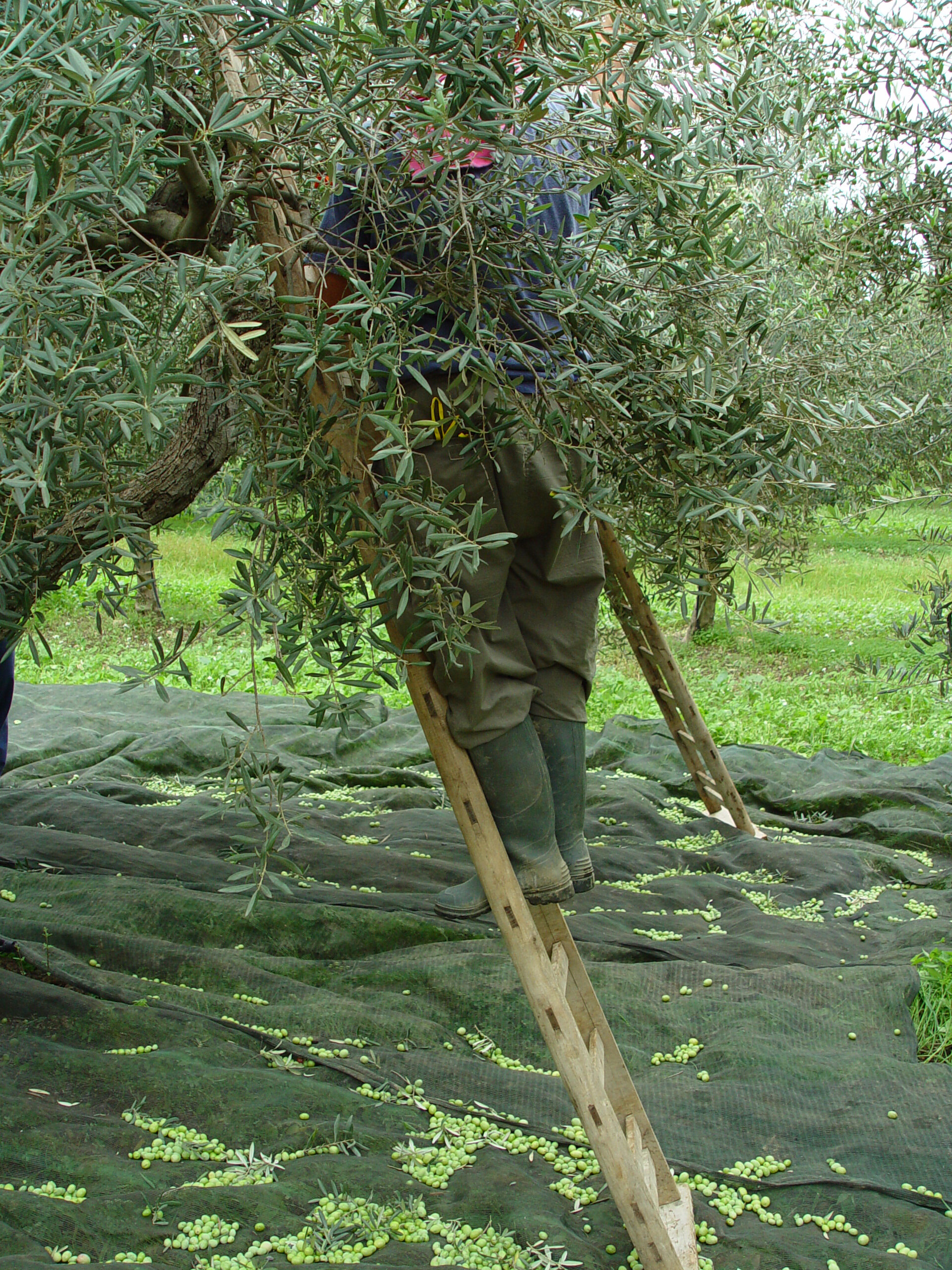 Discover Olive Oil Varietals