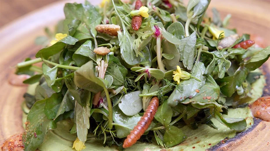 Wild Greens Salad at Origen