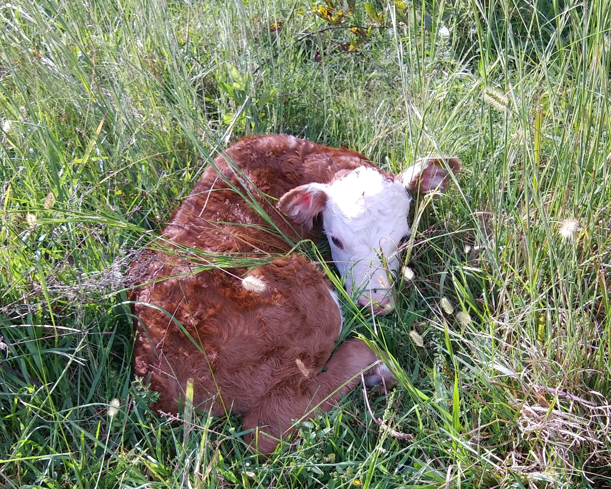 BAby Red.jpg