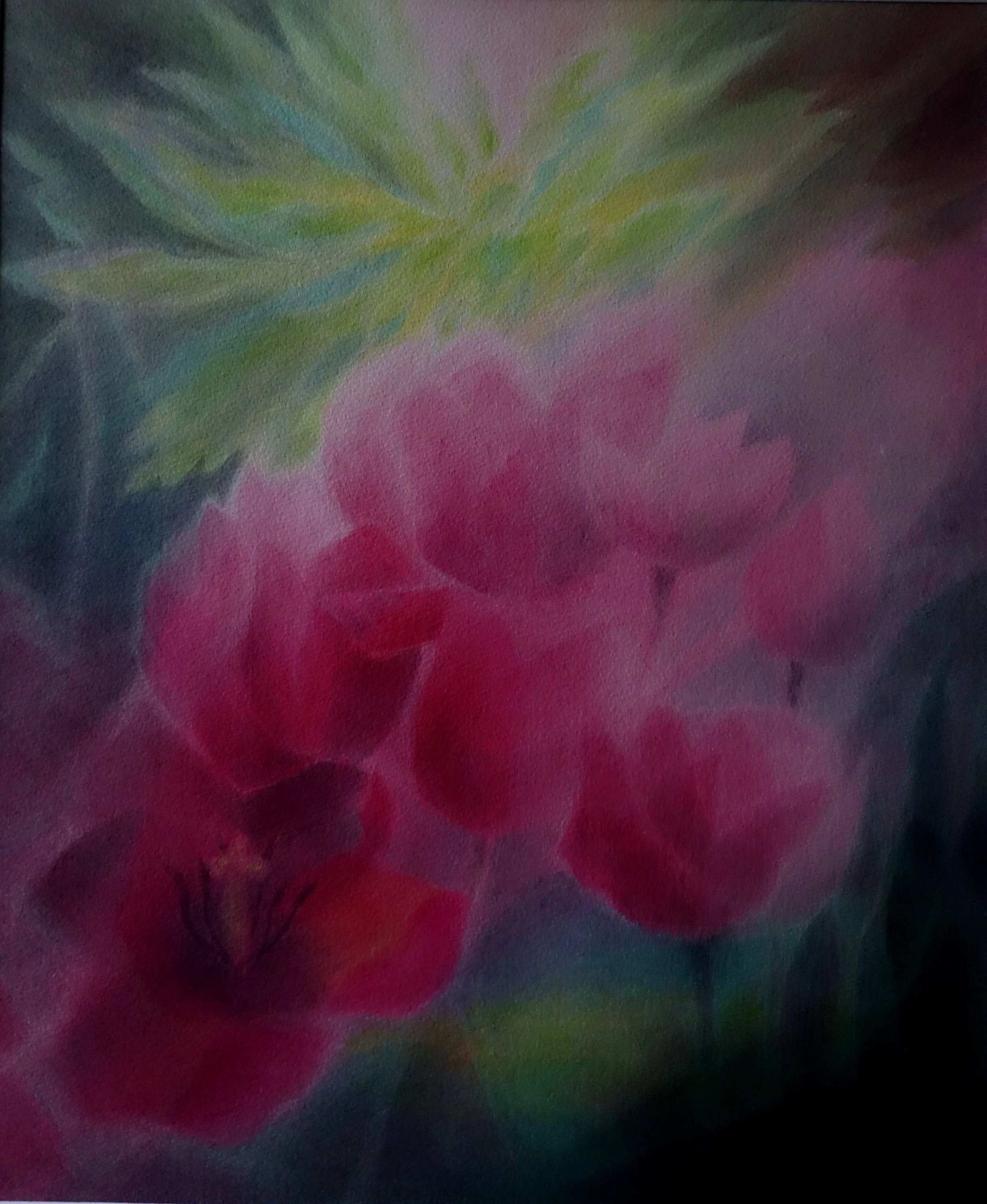 B 2016 Karmintulpen DSC00844.jpg