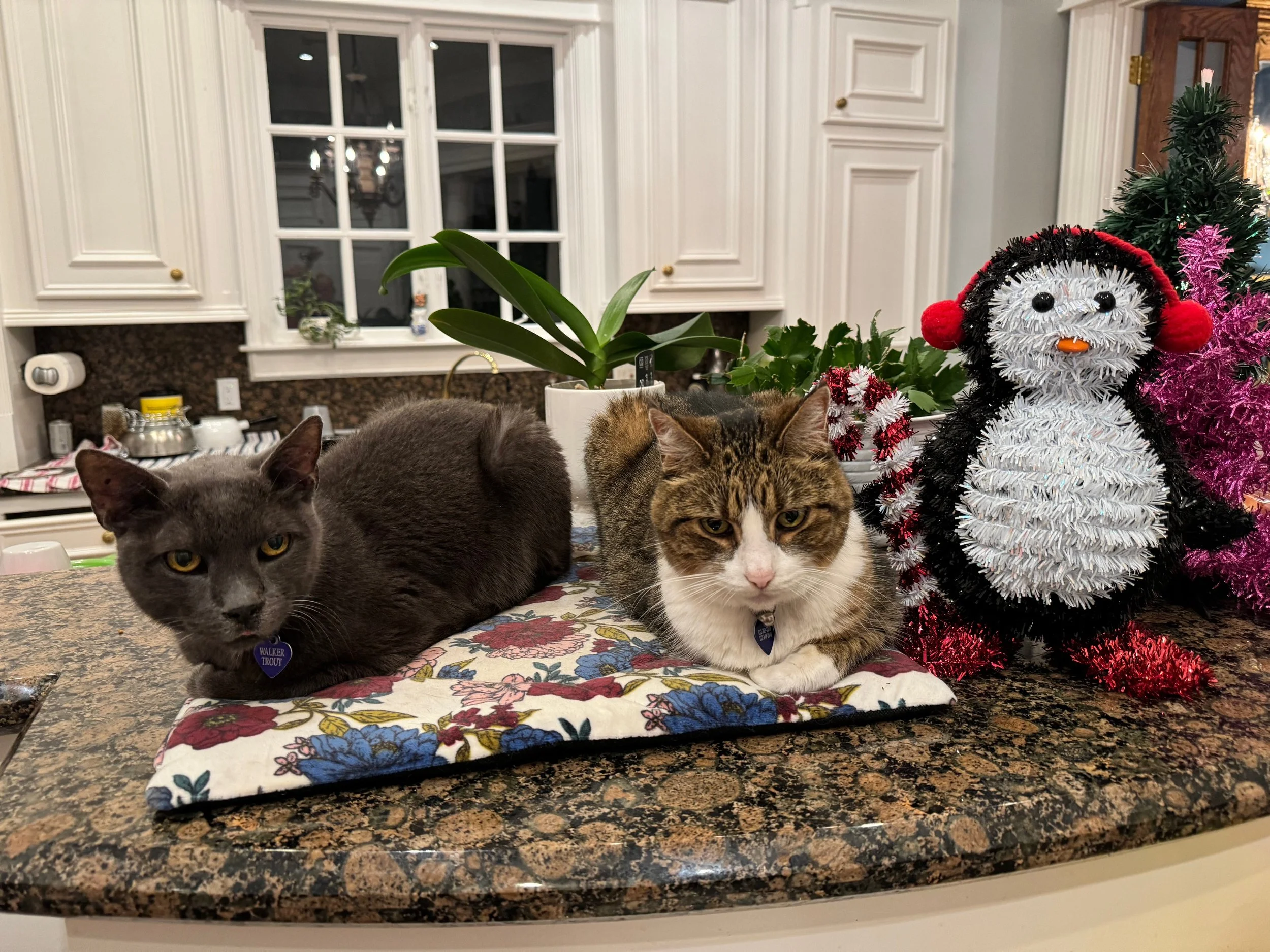 Walker, Katie &amp; Penguin