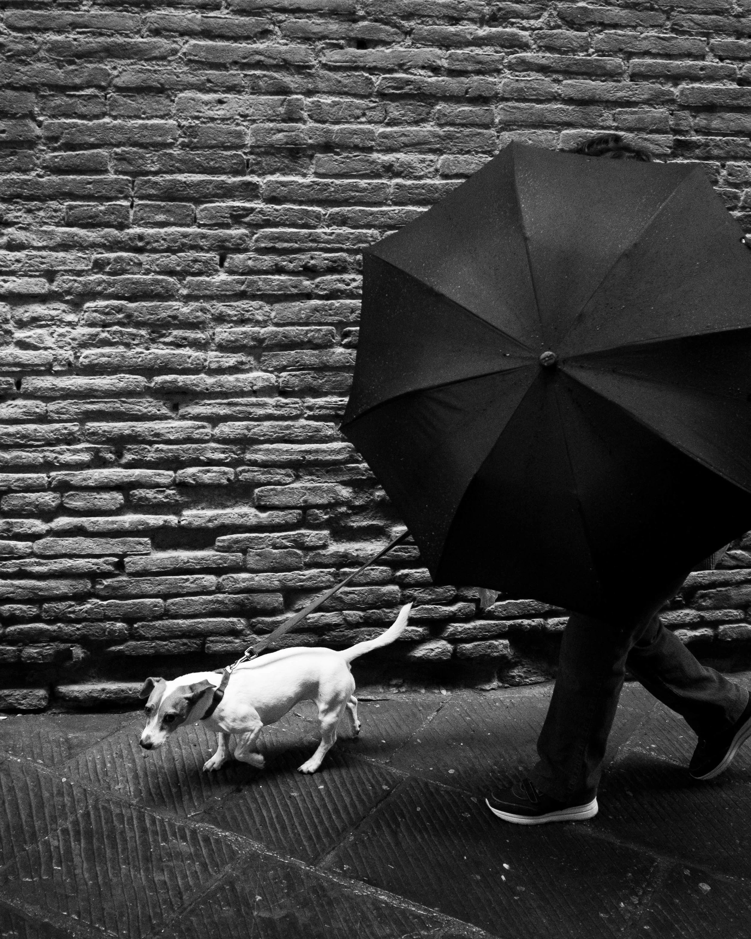Arrezo-Dog-8x10.jpg