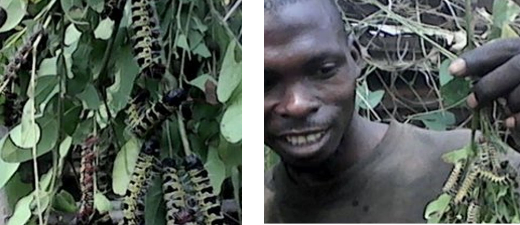 REVE Kandale staff collecting “mingolo,” a favorite caterpillar species that is a source of protein for the Kandale community. The long-lost caterpillars are back due to tree-planting.