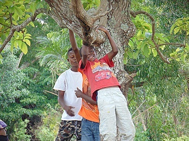 AMOUNT: $100 Sponsor the REVE Kandale “Plant or Save a Tree” campaign. Double this amount to have a tree planted in your name or your loved one’s name.