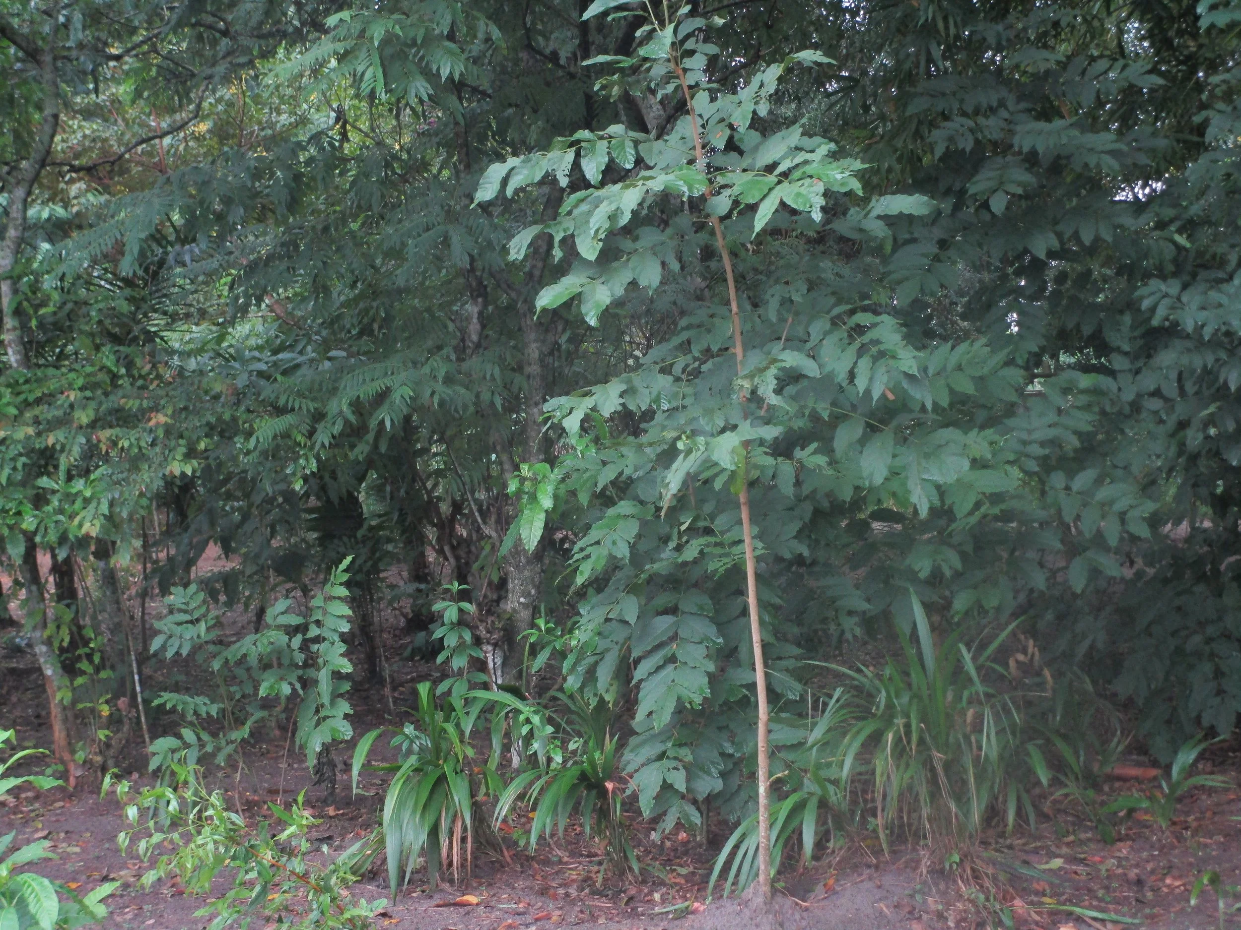  Environment   