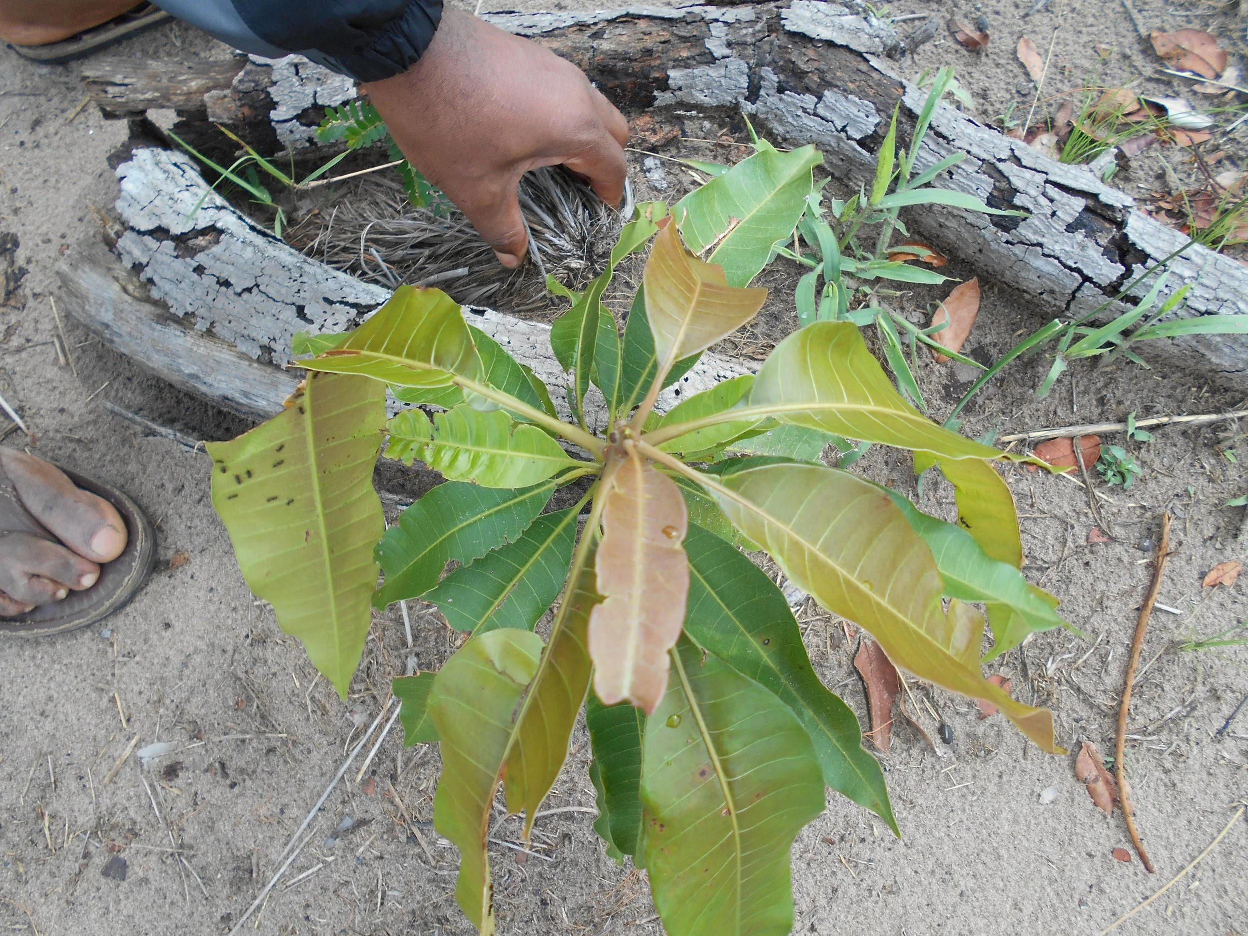 DSCN0703.JPG