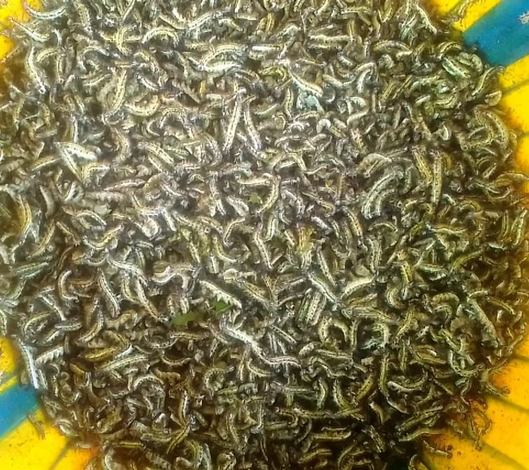  Environment   