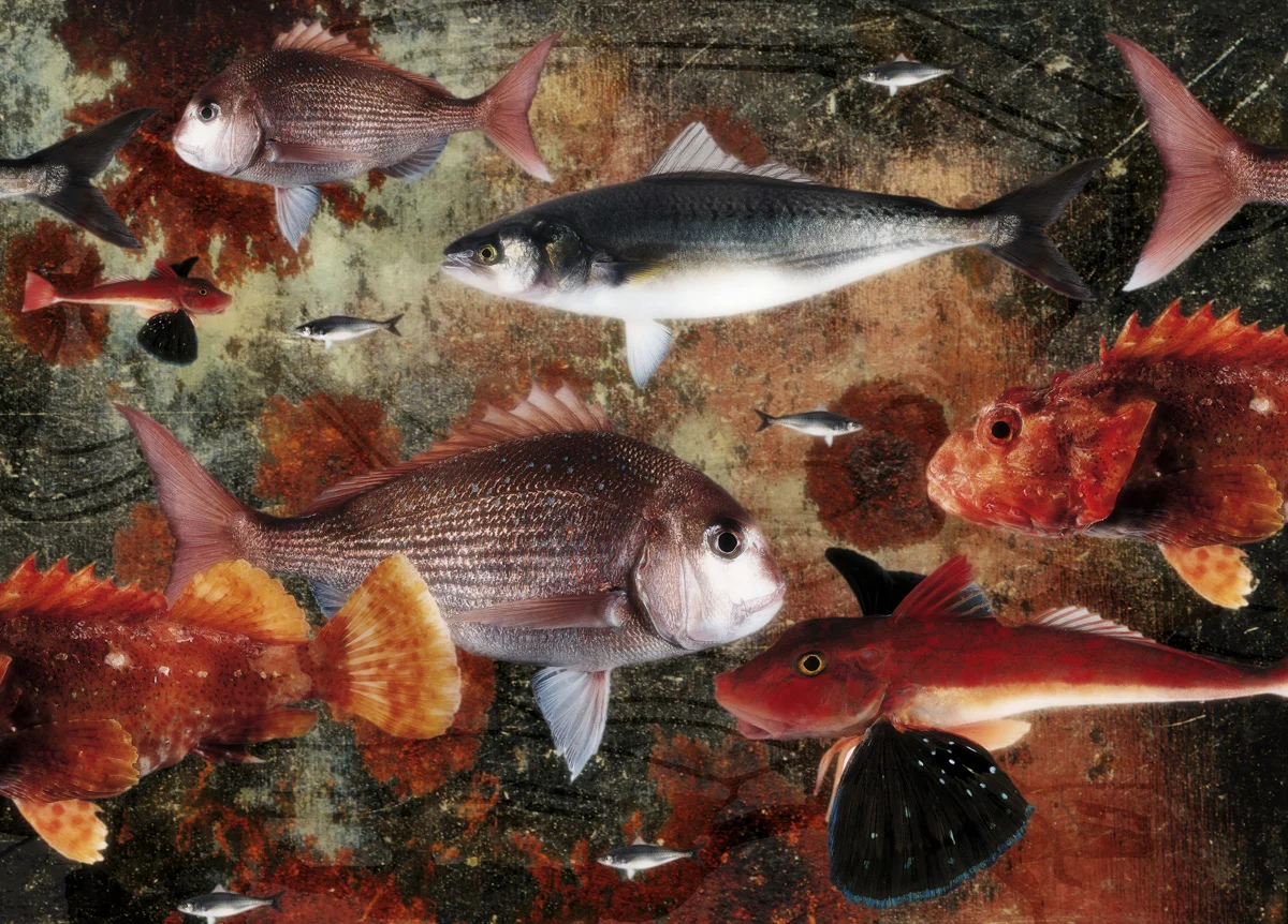 fishart010.jpg