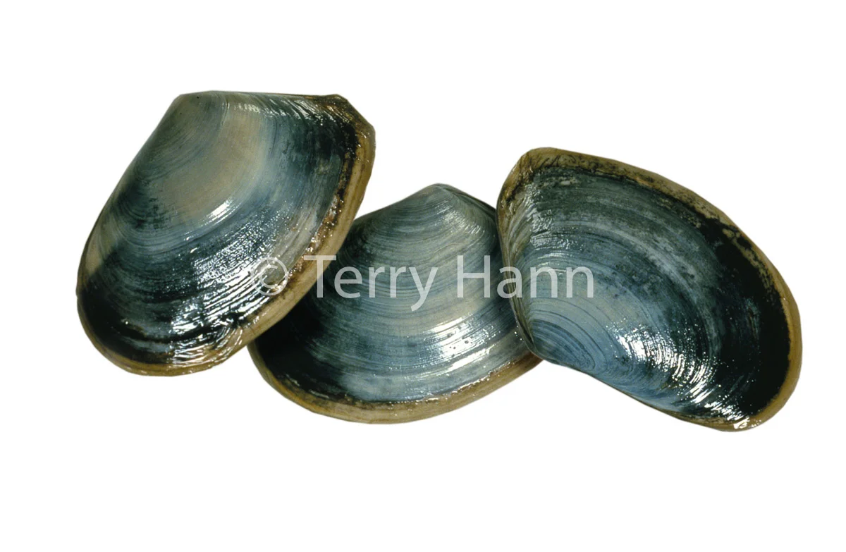 toheroa.jpg