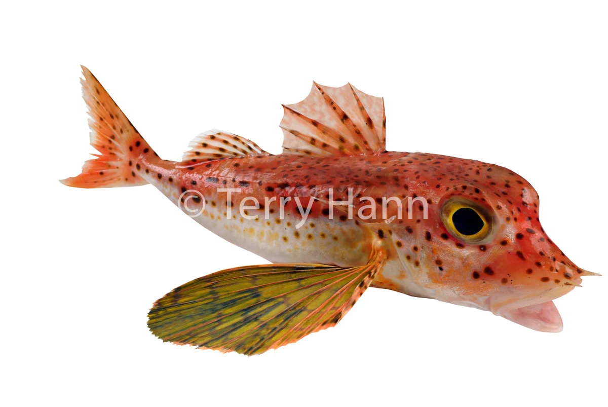 sp_gurnard.jpg
