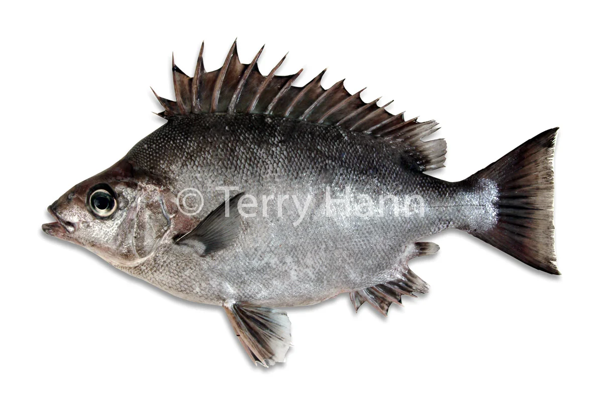 sowfish.jpg