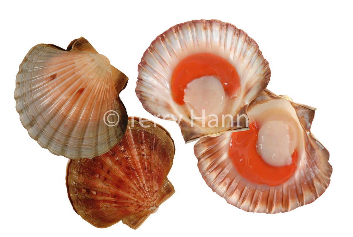 Scallops.jpg