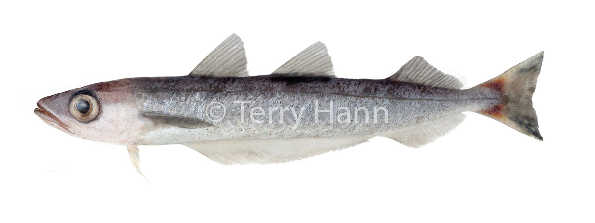 sbwhitting.jpg