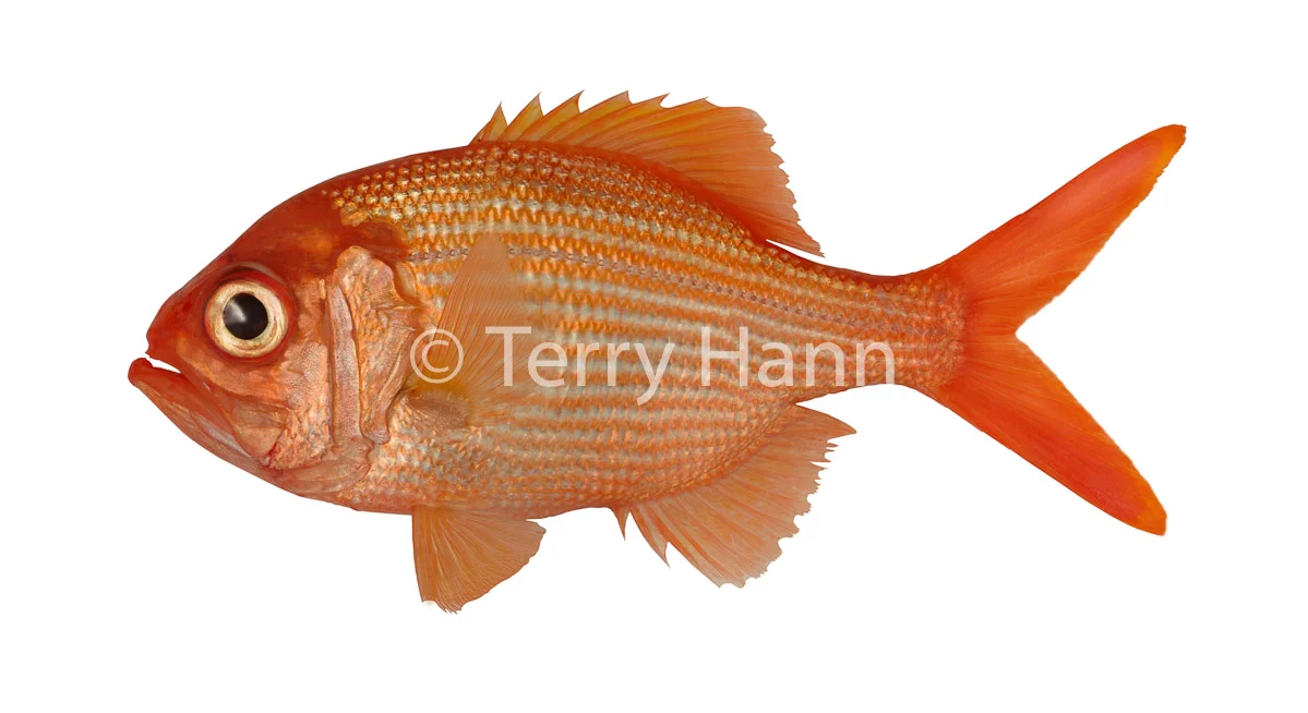 redsnapper.jpg