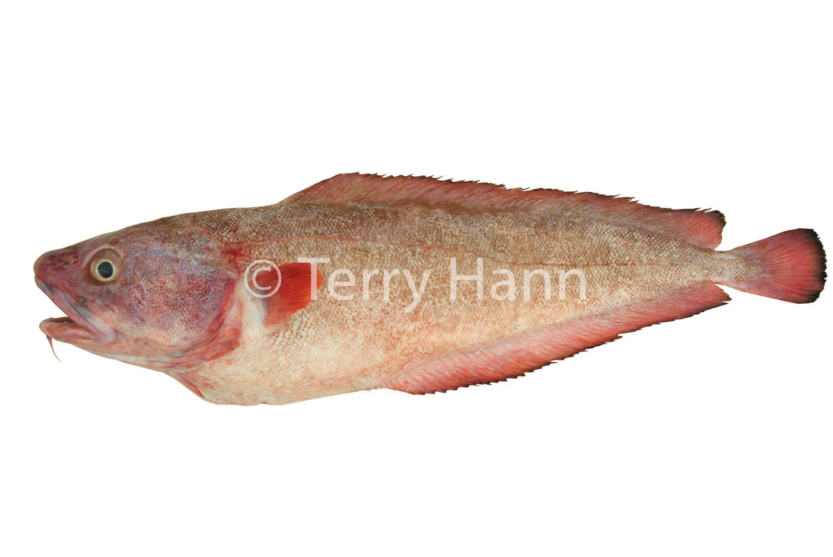 red_cod.jpg