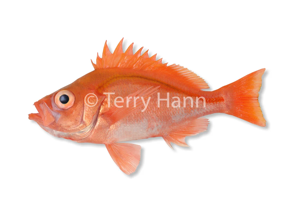 orangeperch.jpg