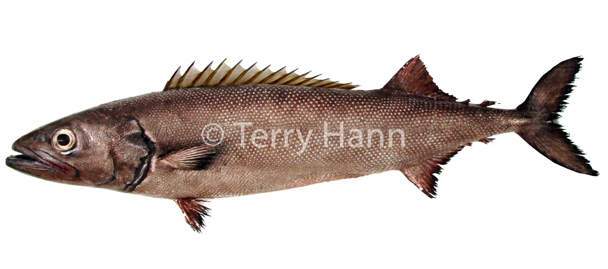 oilfish.jpg
