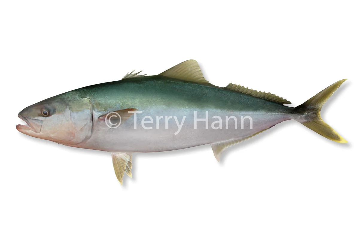 kingfish3.jpg